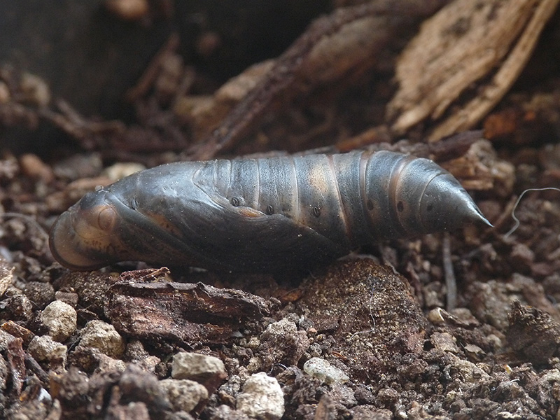 Macroglossum stellatarum